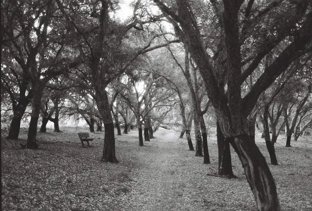 Canberra, ACT · Ilford Delta 3200 Pulled 1 stop