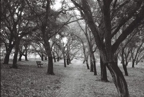Canberra, ACT · Ilford Delta 3200 Pulled 1 stop