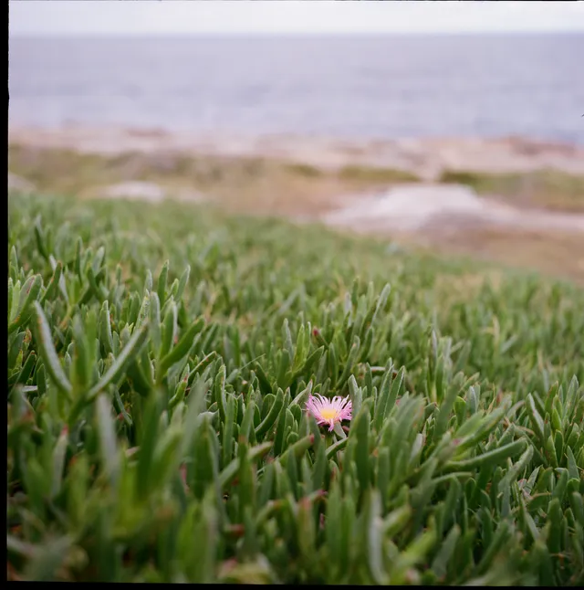 Sydney, NSW · Kodak Gold 200 (120mm)