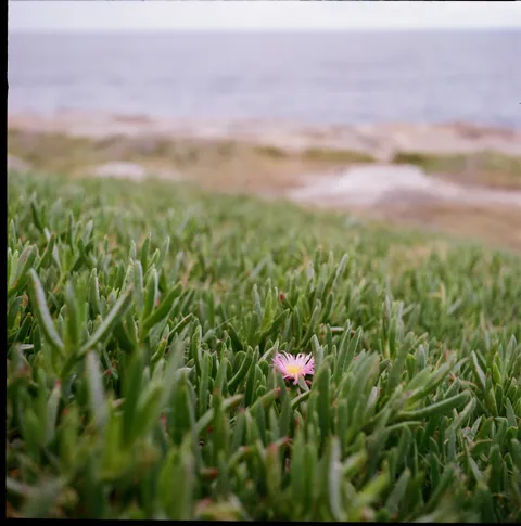 Sydney, NSW · Kodak Gold 200 (120mm)