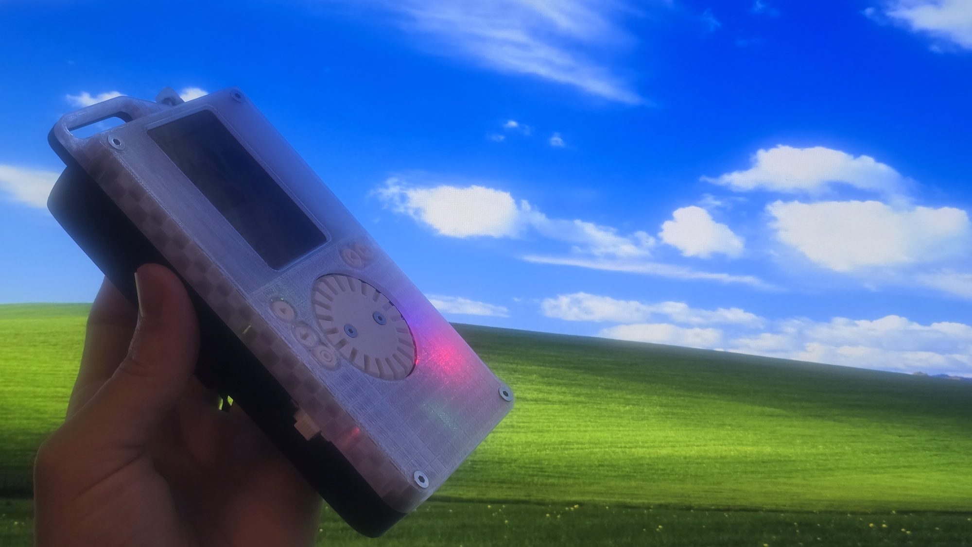 Currawong held up against the Windows XP Bliss wallpaper